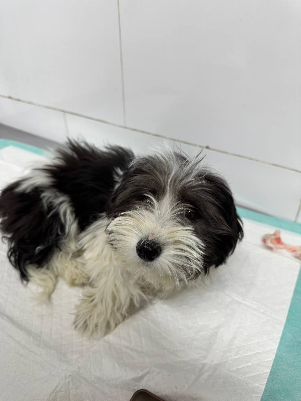 مولد نژاد شیتزو جسی